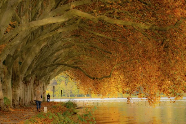 Platanen Allee, lakeside path on Lake Baldeney, near Haus Scheppen, in Essen, autumn, North