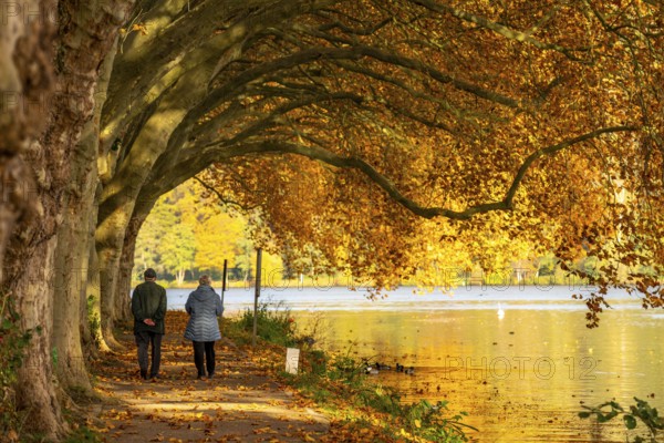Platanen Allee, lakeside path on Lake Baldeney, near Haus Scheppen, in Essen, autumn, North