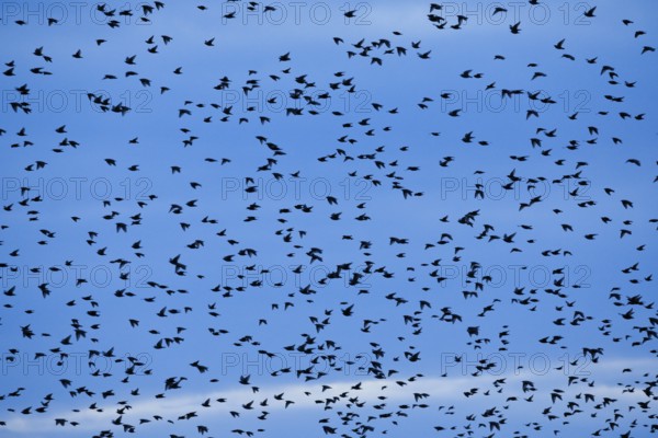 Flock of starlings in flight at dusk