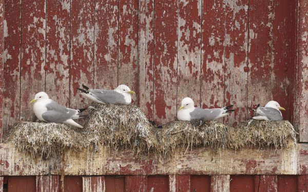 Kittiwake (Rissa tridactyla) on the nest on a building in Vardö on the island of Vardoya in the