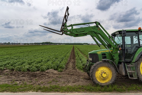 Potato field, potato ridges, early potatoes, 6 weeks after planting, just over 3 weeks to harvest,