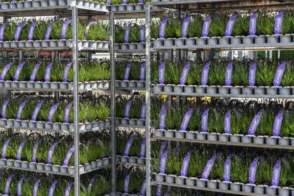 Horticultural company, lavender plants, in flower pots, outdoors, are packed for transport to the