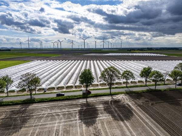 Agriculture, large areas with foil tunnel, for the cultivation of strawberries, freshly cultivated