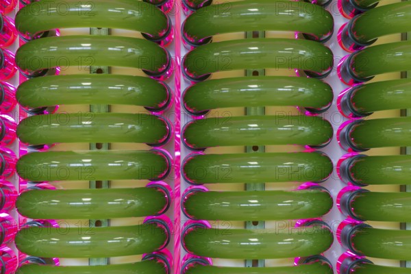 PUEVIT GmbH produces the most efficient photobioreactors for the cultivation of microalgae. The aim