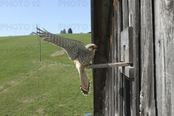 Kestrel (Falco tinnunculus) female lands at the breeding site in a field barn, Allgäu, Bavaria,