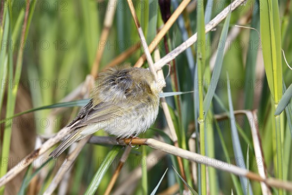 Chiffchaff or willow warbler (Phylloscopus collybita), sleeping animal in the biotope,