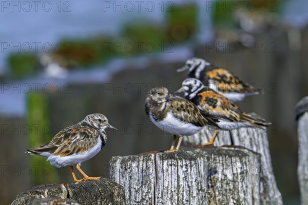 Ruddy turnstones (Arenaria interpres) two juveniles and adults in breeding plumage resting on