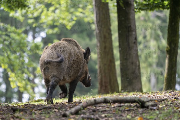 Wild boar (Sus scrofa), boar, Vulkaneifel, Rhineland-Palatinate, Germany, Europe