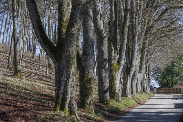 Leafless lime tree avenue (Tilia) in front of the Wülzburg, Weißenburg, Middle Franconia, m