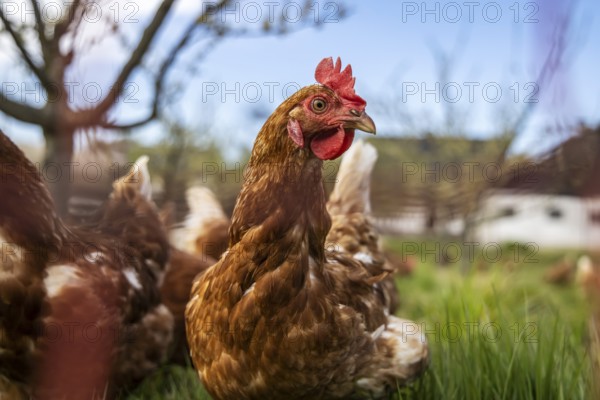 Free-range chickens on a farm in Ottersweier, Baden-Württemberg, Germany, Europe