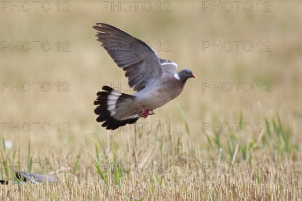 Common Wood Pigeon (Columba palumbus) flying, North Rhine-Westphalia, Germany, Europe