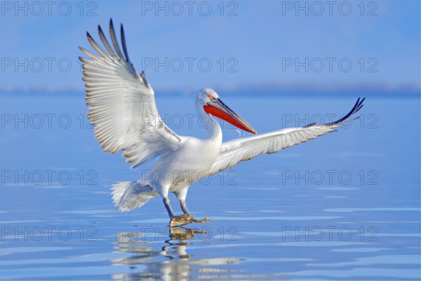 Dalmatian pelican, Pelecanus crispus, landing in Lake Kerkini, Greece. Pelican with open wings.