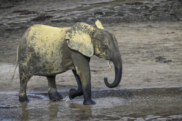 African forest elephants (Loxodonta cyclotis) in the Dzanga Bai forest clearing, Dzanga-Ndoki