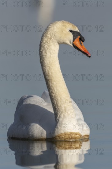 Mute swan (Cygnus olor) swimming on the water of a lake, Bas-Rhin, Alsace, Grand Est, France,