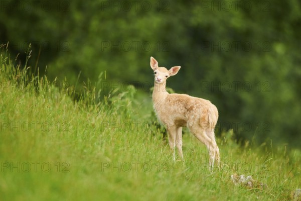 European fallow deer (Dama dama) fawn standing on a meadow, tirol, Kitzbühel, Wildpark Aurach,