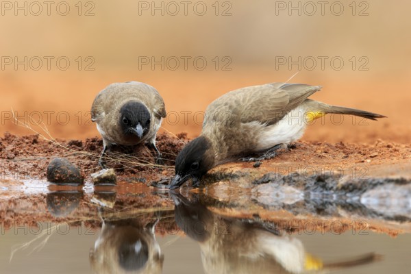 Grey bulbul (Pycnonotus barbatus), adult, pair, at the water, drinking, Kruger National Park,