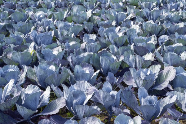 Red cabbage, red cabbage, blue cabbage, blue cabbage, winter vegetables growing in a field, Hegau,