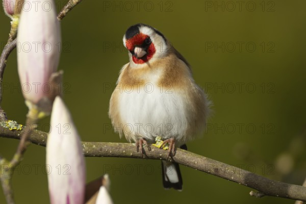 European goldfinch (Carduelis carduelis) adult bird in a flowering garden Magnolia tree in the