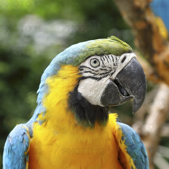 Yellow-breasted Macaw (Ara ararauna), animal portrait, occurrence South America, captive, Hesse,