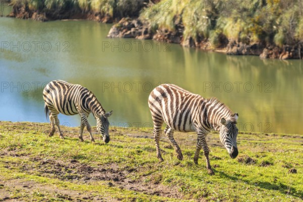 Two zebras are grazing on a grassy hillside by a river. The scene is peaceful and serene, with the