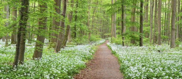 Panorama, hiking trail through the ramson (Allium ursinum) in the beech forest, Hainich National