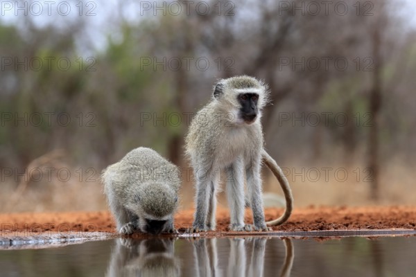 Vervet Monkey (Chlorocebus pygerythrus), adult, two animals, drinking, at the water, Kruger