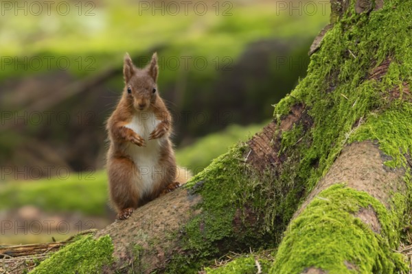 Red squirrel (Sciurus vulgaris) adult animal on a pine tree trunk in a forest, Yorkshire, England,