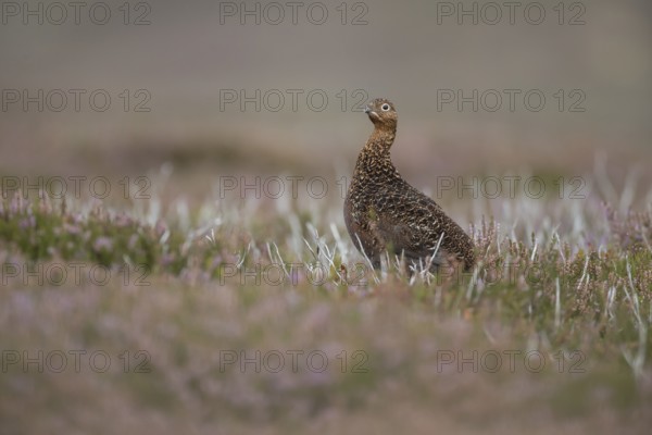 Red grouse (Lagopus lagopus scotica) adult female bird stood on flowering heather on a moorland in
