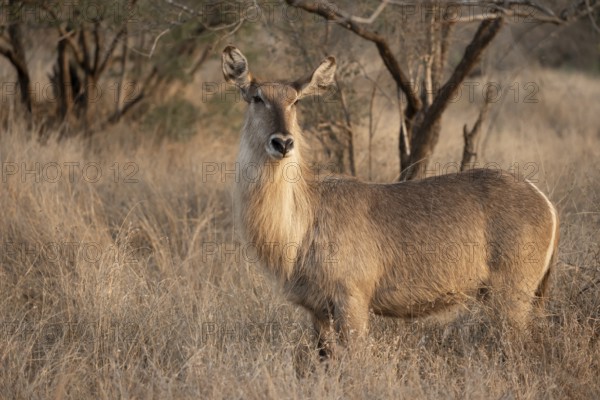 Ellipsen waterbuck (Kobus ellipsiprymnus), adult female in dry grass, Kruger National Park, South