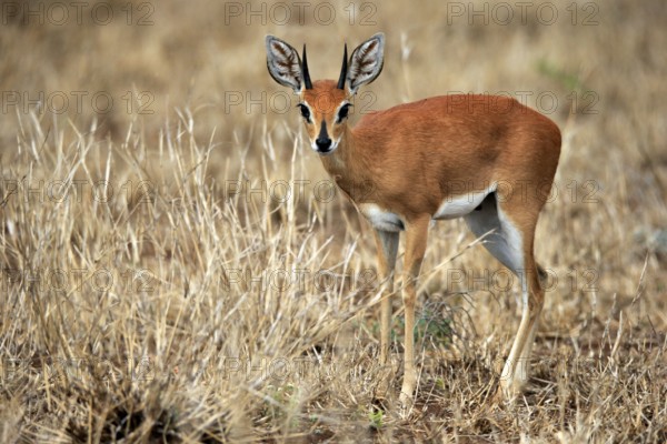 Steenbok (Raphicerus campestris), adult, male, foraging, vigilant, dwarf antelope, Kruger National