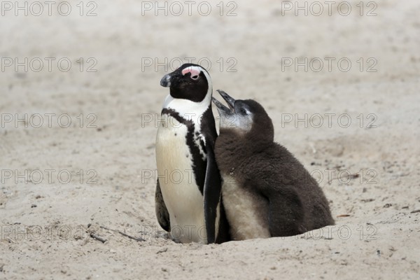 African penguin (Spheniscus demersus), adult with young, at the nest, begging for food, Boulders