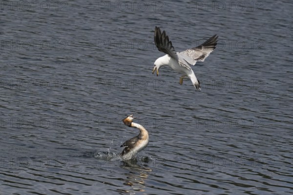 Mediterranean gull (Larus michahellis) attacking a great crested grebe (Podiceps cristatus), Hesse,