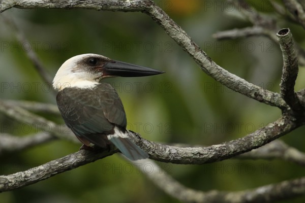 Great-billed Kingfisher (Pelargopsis melanorhyncha) perched on a branch, North Sulawesi, Indonesia,