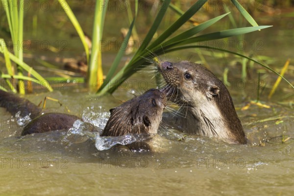 Two otters interacting lively in the water near reeds, European otter (Lutra lutra), Germany,