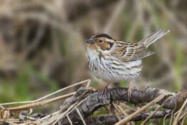 Little Buntint - Zwergammer - Emberiza pusilla, Russia, Europe