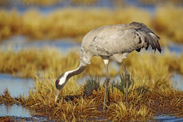 Common Crane, Grus grus, big bird in the nature habitat, Germany. Wildlife scene from Europe. Grey