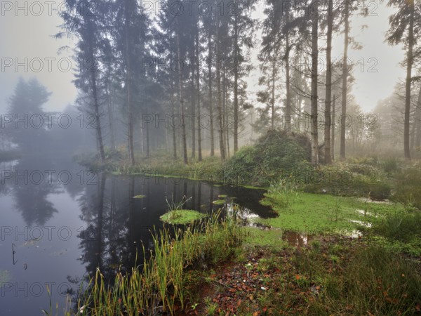 Ballmoos forest reserve, raised bog in the fog, Lieliwald, Lindenberg, Horben, Canton Lucerne,