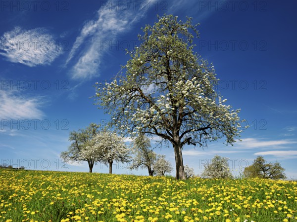 Field of flowering dandelions and pear trees (Pyrus communis), Beinwil, Freiamt, Canton Aargau,