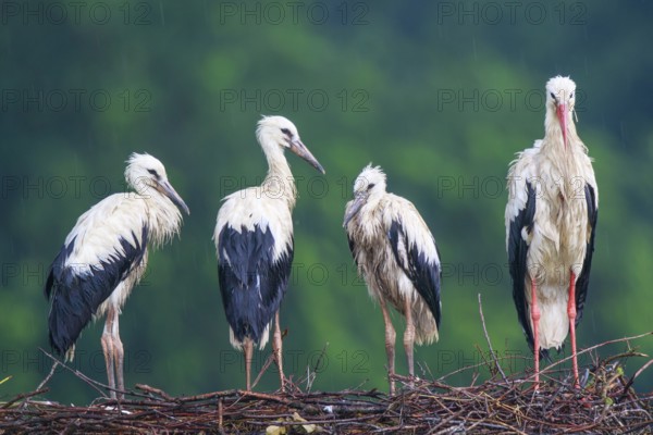 White Stork (Ciconia ciconia) with juveniles in nest after a heavy rain shower, North