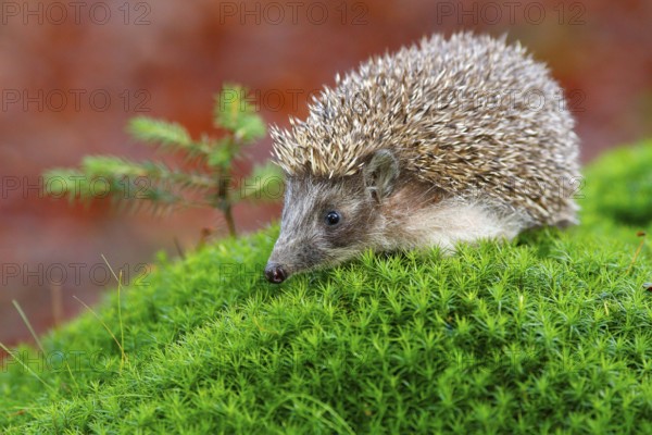 Hedgehog in green moss with orange background during autumn. Wildlife scene from nature. Funny