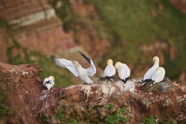 Northern gannet (Morus bassanus) standing on the cliff shaking its wings, wildlife, Helgoland,