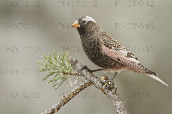 Black Rosy Finch (Leucosticte atrata), New Mexico, USA, North America