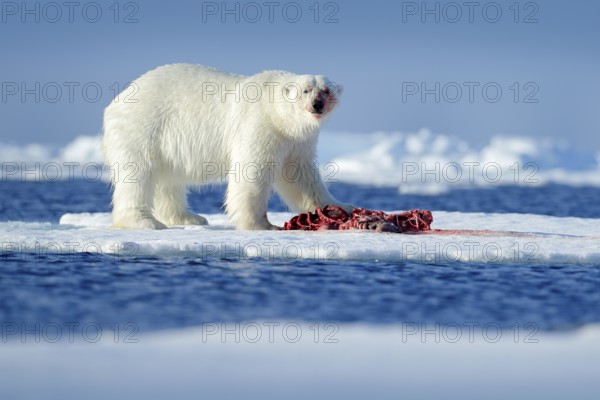 Polar bear on the ice. Surfacing dangerous polar bear in ice with seal carcass. Wildlife action