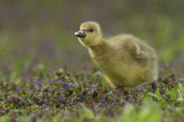 Greylag Goose (Anser anser) chick, Bavaria, Germany, Europe