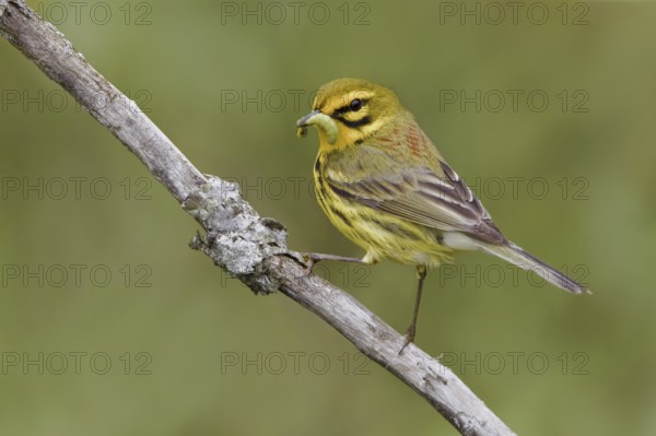 Prairie Warbler (Setophaga discolor) male, Ontario, Canada, North America