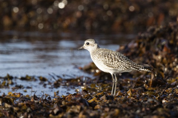 Grey Plover (Pluvialis squatarola) foraging, Smaland, Sweden, Europe