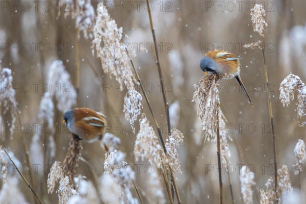 Bearded Reedling (Panurus biarmicus) two males perched in reedbed, Baden-Wuerttemberg, Germany,