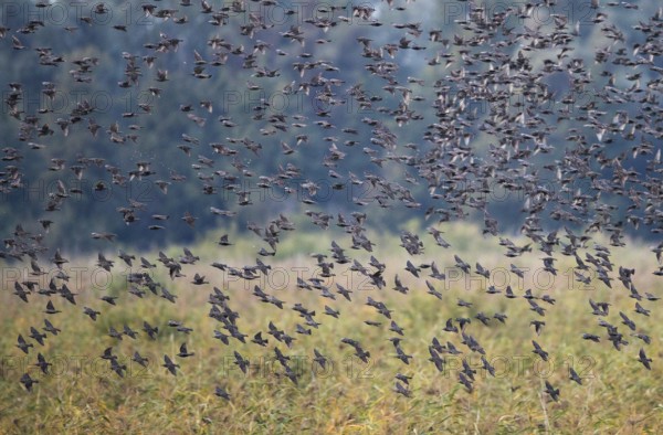 Common Starling (Sturnus vulgaris) large swarm flying in at sleeping place, Brandenburg, Germany,