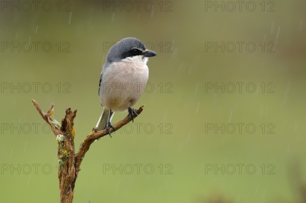 Southern Grey Shrike (Lanius meridionalis) male perched on a branch in rain, Andalusia, Spain,