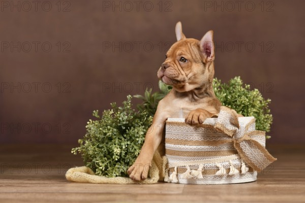 Cute Mokka Sable French Bulldog puppy with long helathy nose in box in front of brown background